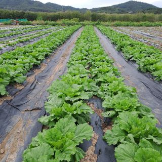 성실한 농부님의 자유주제 · 자유게시판 작성글 사진