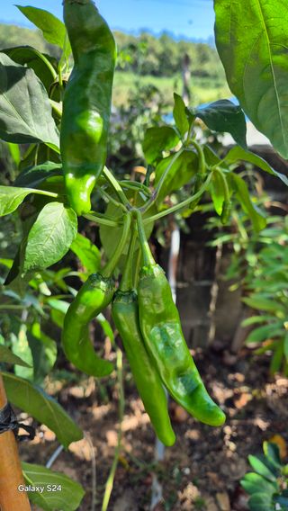 김영래큰집참농장한우님의 자유주제 · 자유게시판 작성글 사진