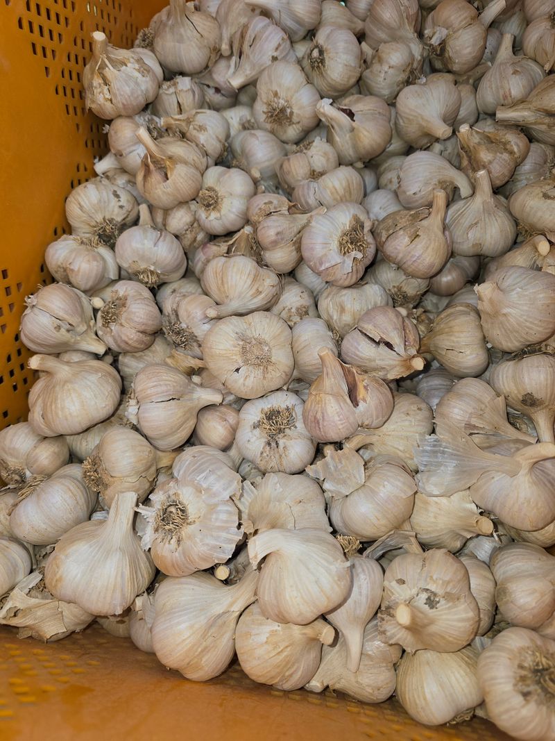 어설픈초보 경나미님의 장터 판매 상품 [단양 홍산 마늘 1kg] 첨부 사진