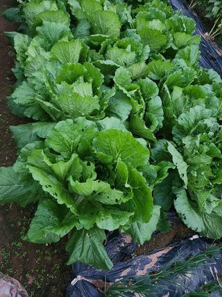 선우농장님의 배추 · 영농일지 작성글 사진