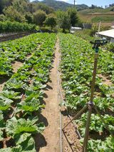 팜모닝 10월 내 농작물 자랑하기·참여글 게시글 이미지