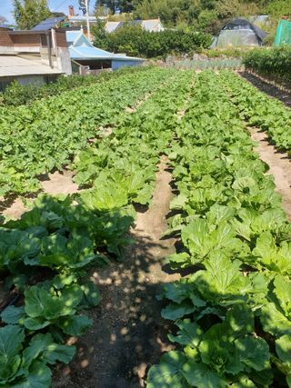 양파5749님의 10월 내 농작물 자랑하기 · 참여글 작성글 사진