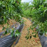 팜모닝 고추·영농일지 게시글 이미지