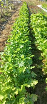 팜모닝 10월 내 농작물 자랑하기·참여글 게시글 이미지