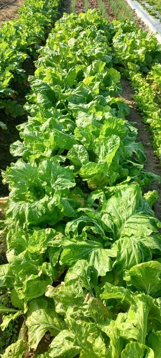 우포로찐님의 10월 내 농작물 자랑하기 · 참여글 작성글 사진