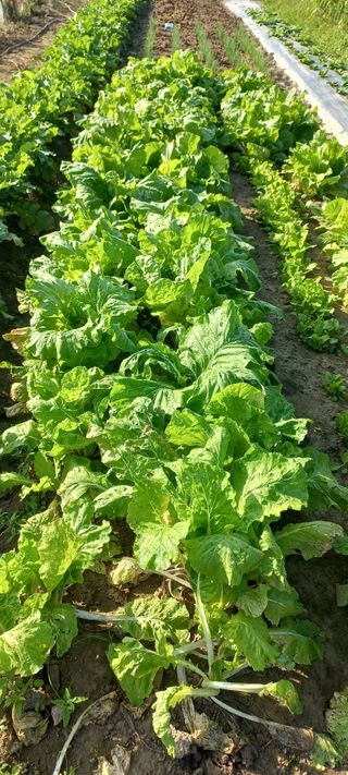 우포로찐님의 10월 내 농작물 자랑하기 · 참여글 작성글 사진