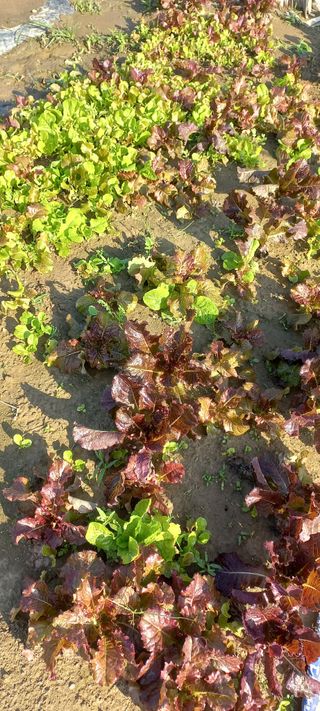 우포로찐님의 10월 내 농작물 자랑하기 · 참여글 작성글 사진