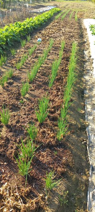 우포로찐님의 10월 내 농작물 자랑하기 · 참여글 작성글 사진