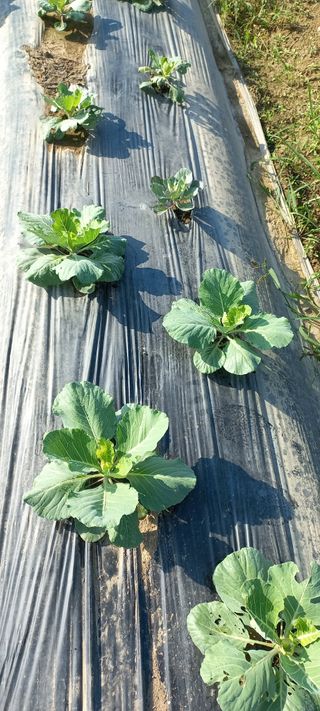 우포로찐님의 10월 내 농작물 자랑하기 · 참여글 작성글 사진