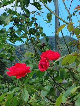 숲속의사나이님의 자유주제 · 자유게시판 작성글 사진