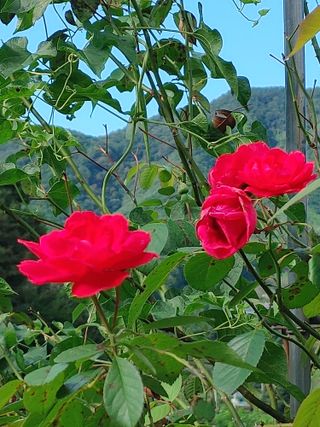 숲속의사나이님의 자유주제 · 자유게시판 작성글 사진