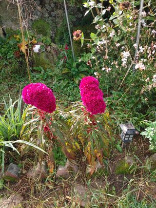 숲속의사나이님의 자유주제 · 자유게시판 작성글 사진