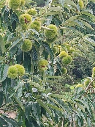 숲속의사나이님의 자유주제 · 자유게시판 작성글 사진