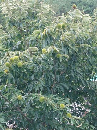 숲속의사나이님의 자유주제 · 자유게시판 작성글 사진