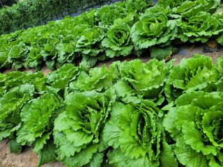 박숙희님의 배추 · 영농일지 작성글 사진