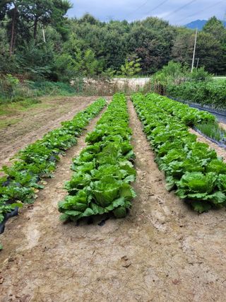 박숙희님의 배추 · 영농일지 작성글 사진