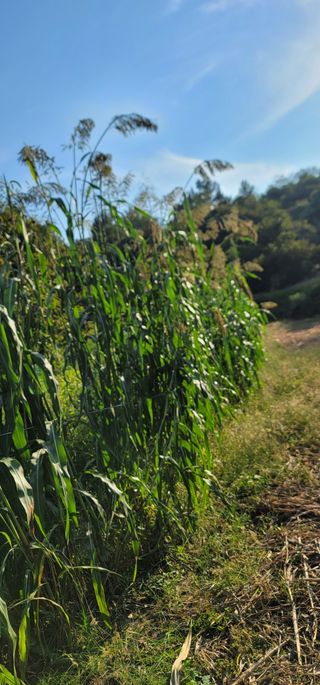 열정님의 10월 내 농작물 자랑하기 · 참여글 작성글 사진