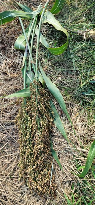 열정님의 10월 내 농작물 자랑하기 · 참여글 작성글 사진