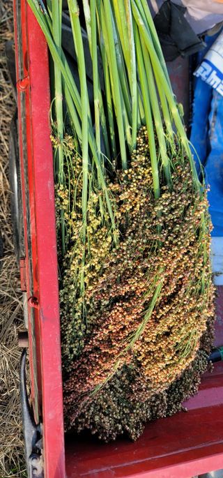 열정님의 10월 내 농작물 자랑하기 · 참여글 작성글 사진