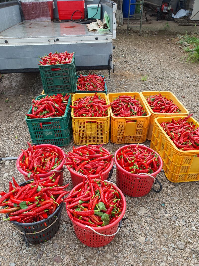 김영복님의 장터 판매 상품 [고추가루 ] 첨부 사진