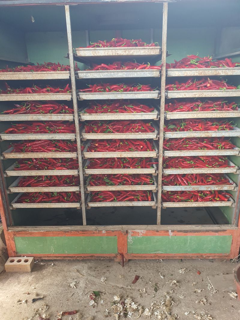 김영복님의 장터 판매 상품 [고추가루 ] 첨부 사진