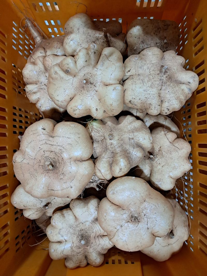 장터 상품 [히카마(멕시코 감자)5kg] 썸네일