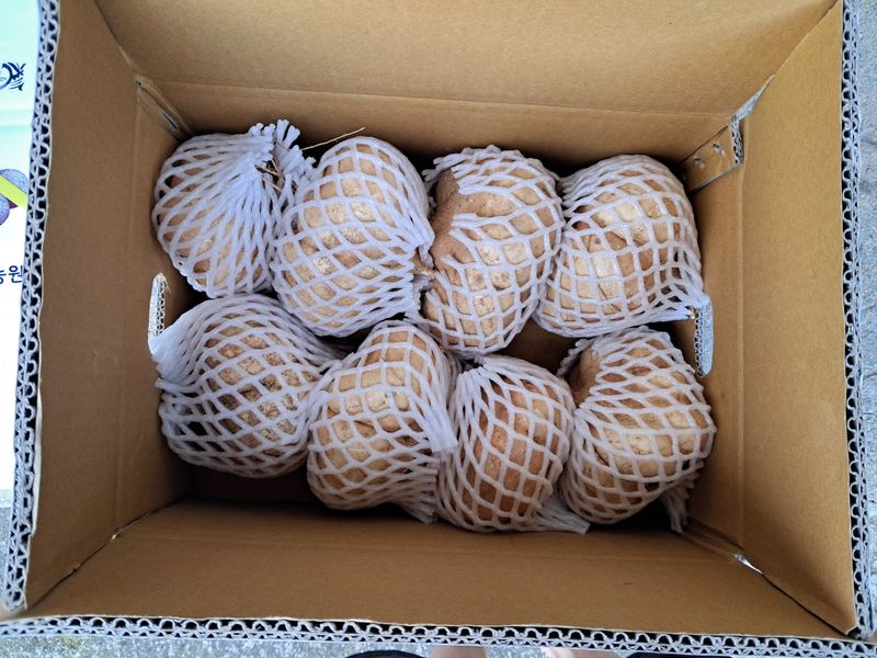 김상호님의 장터 판매 상품 [히카마(멕시코 감자)5kg] 첨부 사진