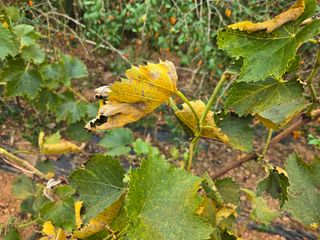 봉산88님의 포도 · 자유게시판 작성글 사진
