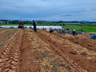 호동방인삼농장님의 10월 내 농작물 자랑하기 · 참여글 작성글 사진