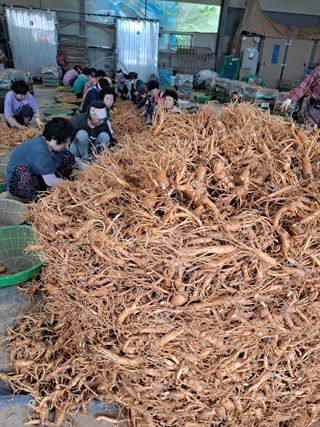 호동방인삼농장님의 10월 내 농작물 자랑하기 · 참여글 작성글 사진