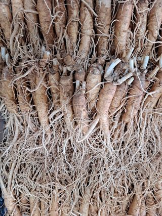 호동방인삼농장님의 10월 내 농작물 자랑하기 · 참여글 작성글 사진