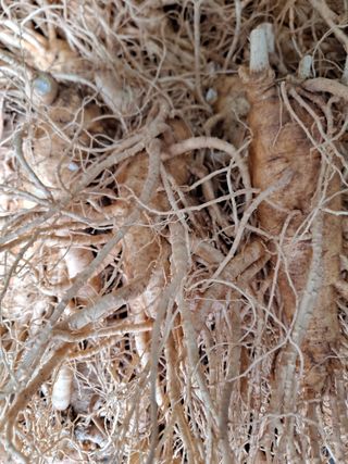 호동방인삼농장님의 10월 내 농작물 자랑하기 · 참여글 작성글 사진