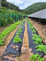 팜모닝 배추·영농일지 게시글 이미지