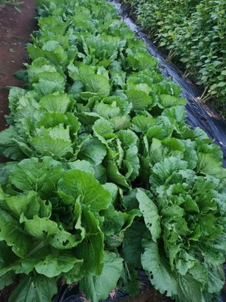 선우농장님의 배추 · 영농일지 작성글 사진