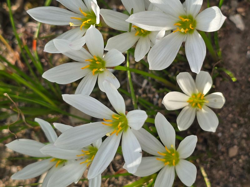 배영이님의 장터 판매 상품 [샤프란] 첨부 사진