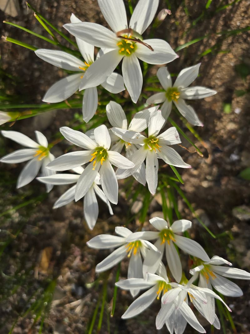 배영이님의 장터 판매 상품 [샤프란] 첨부 사진