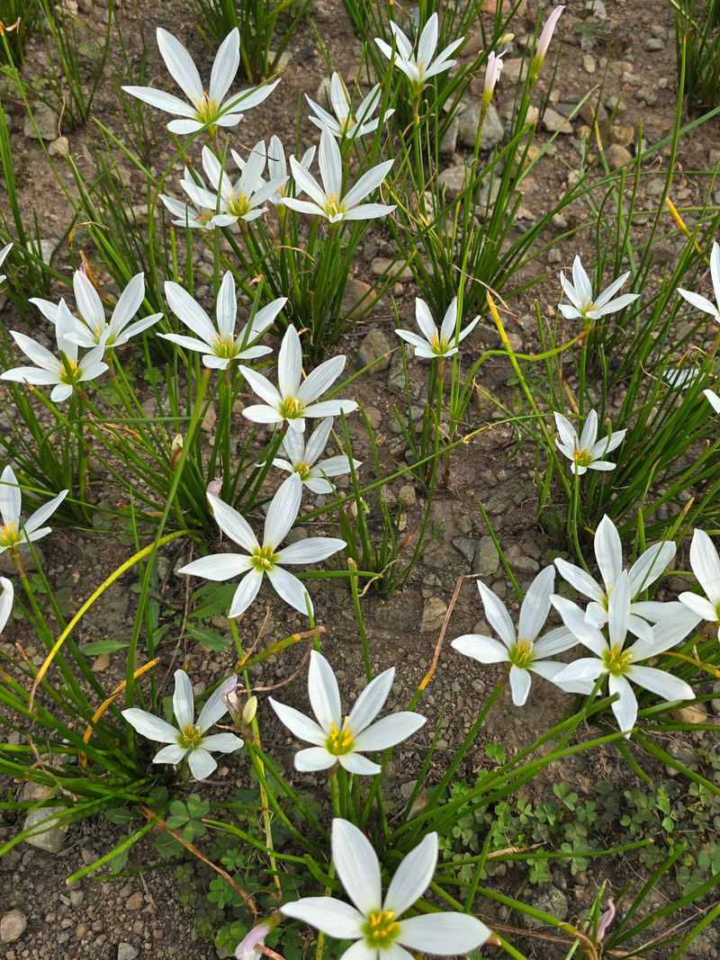 배영이님의 장터 판매 상품 [샤프란] 첨부 사진