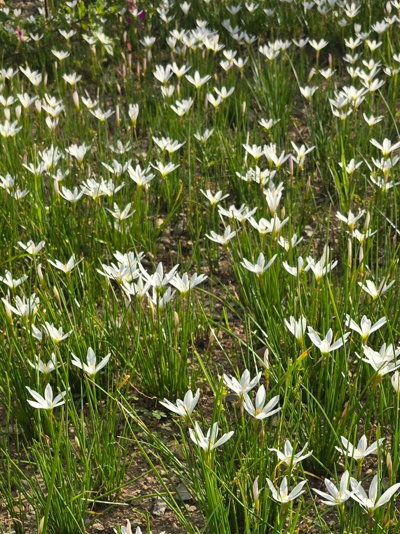배영이님의 장터 판매 상품 [샤프란] 첨부 사진