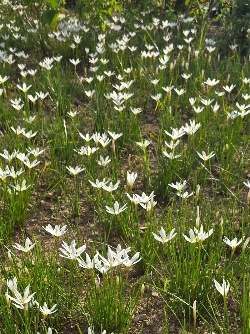 배영이님의 장터 판매 상품 [샤프란] 첨부 사진