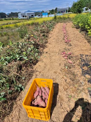 조위래님의 고구마 · 영농일지 작성글 사진