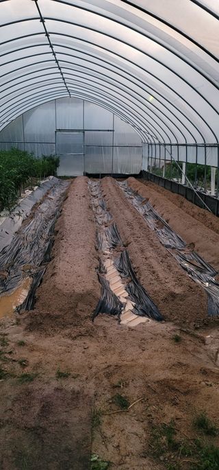 이남수진천님의 배추 · 영농일지 작성글 사진