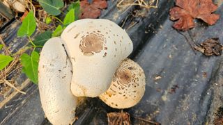 진재식님의 자유주제 · 자유게시판 작성글 사진