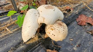 진재식님의 자유주제 · 자유게시판 작성글 사진