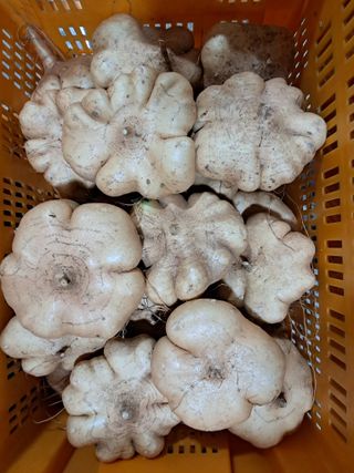 김상호님의 감자 · 영농일지 작성글 사진