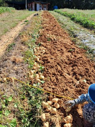 김상호님의 감자 · 영농일지 작성글 사진