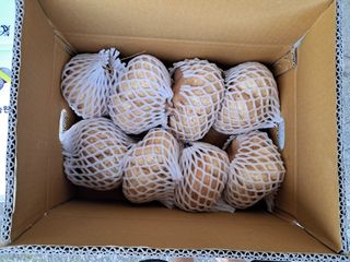 김상호님의 감자 · 영농일지 작성글 사진