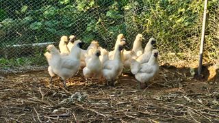 다불산님의 자유주제 · 자유게시판 작성글 사진