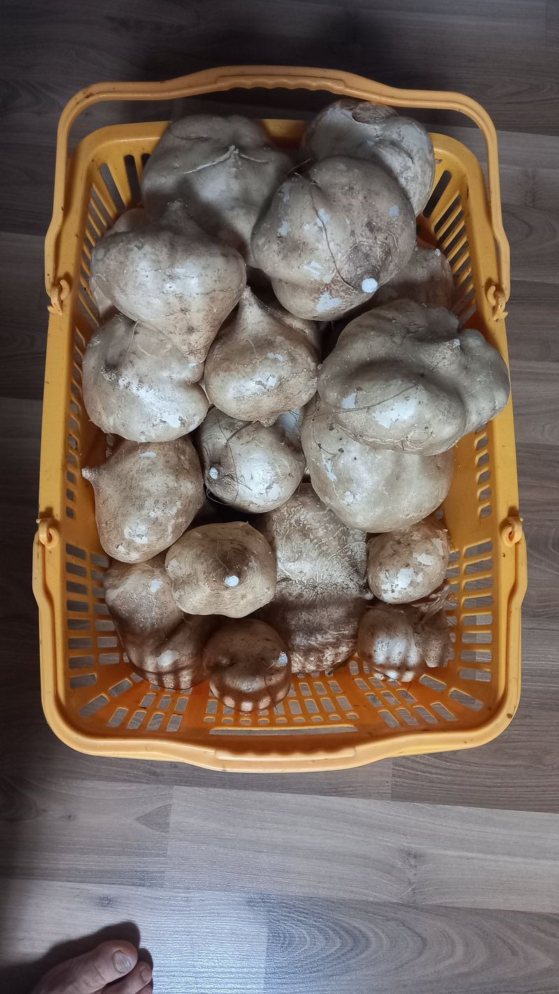 장터 상품 [히카마 10kg 무료배송] 썸네일