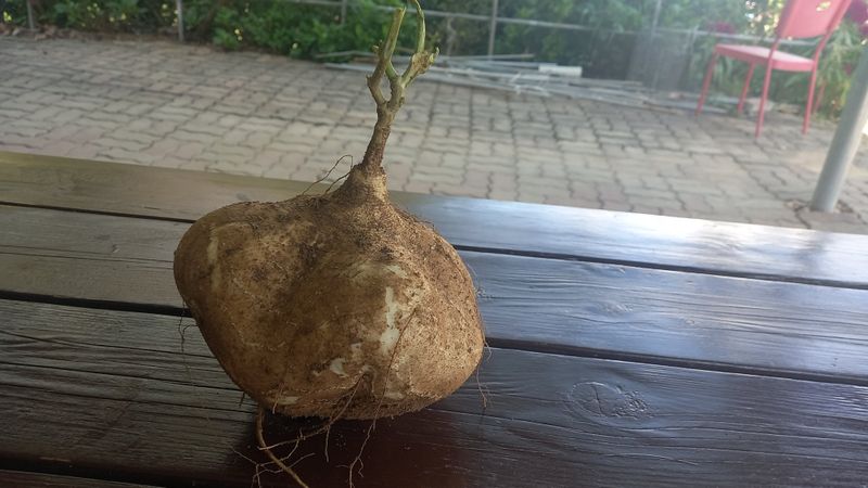 유건상님의 장터 판매 상품 [히카마 10kg 무료배송] 첨부 사진