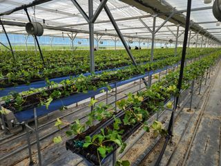 달구딸기님의 자유주제 · 자유게시판 작성글 사진